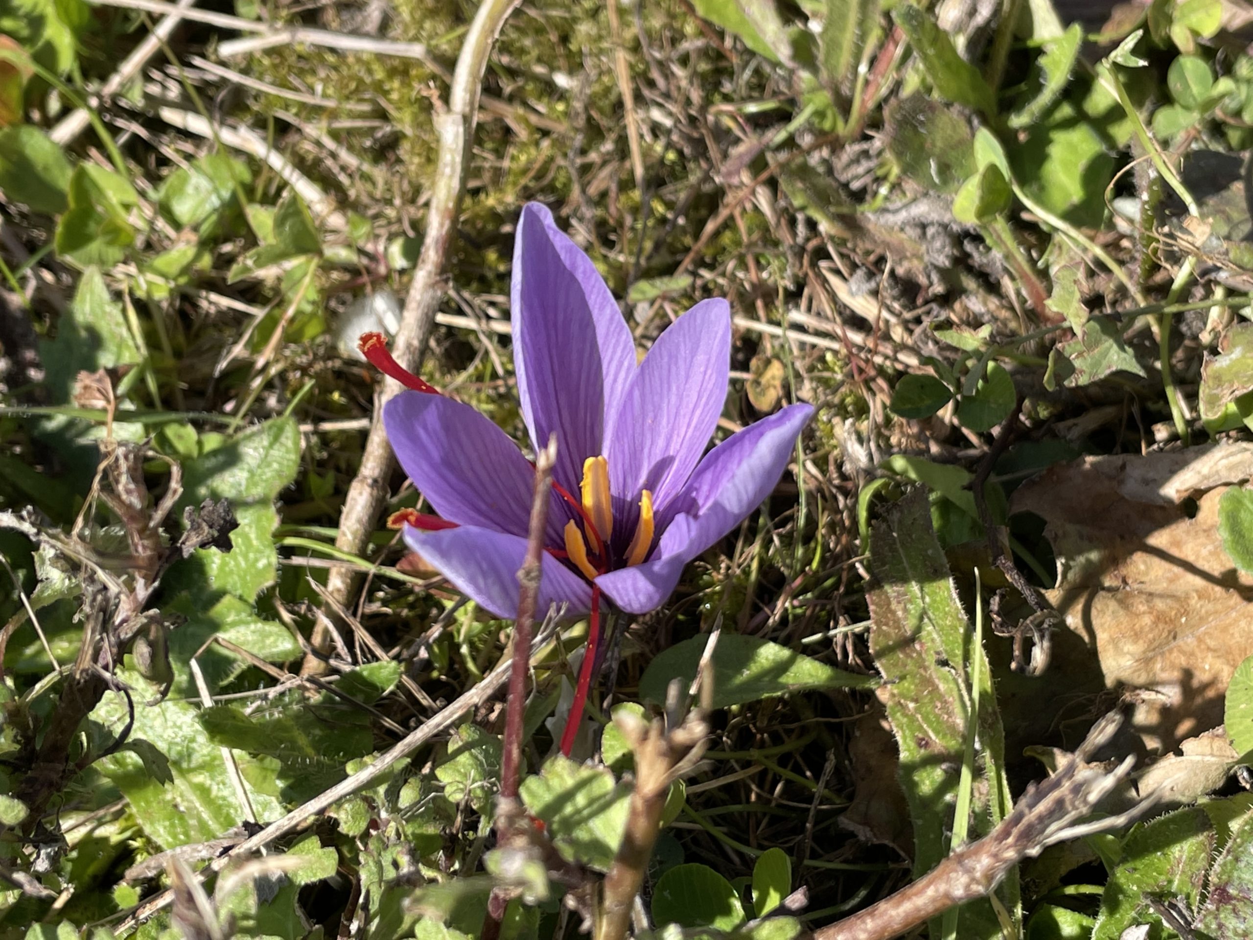 la fleur de safran violette