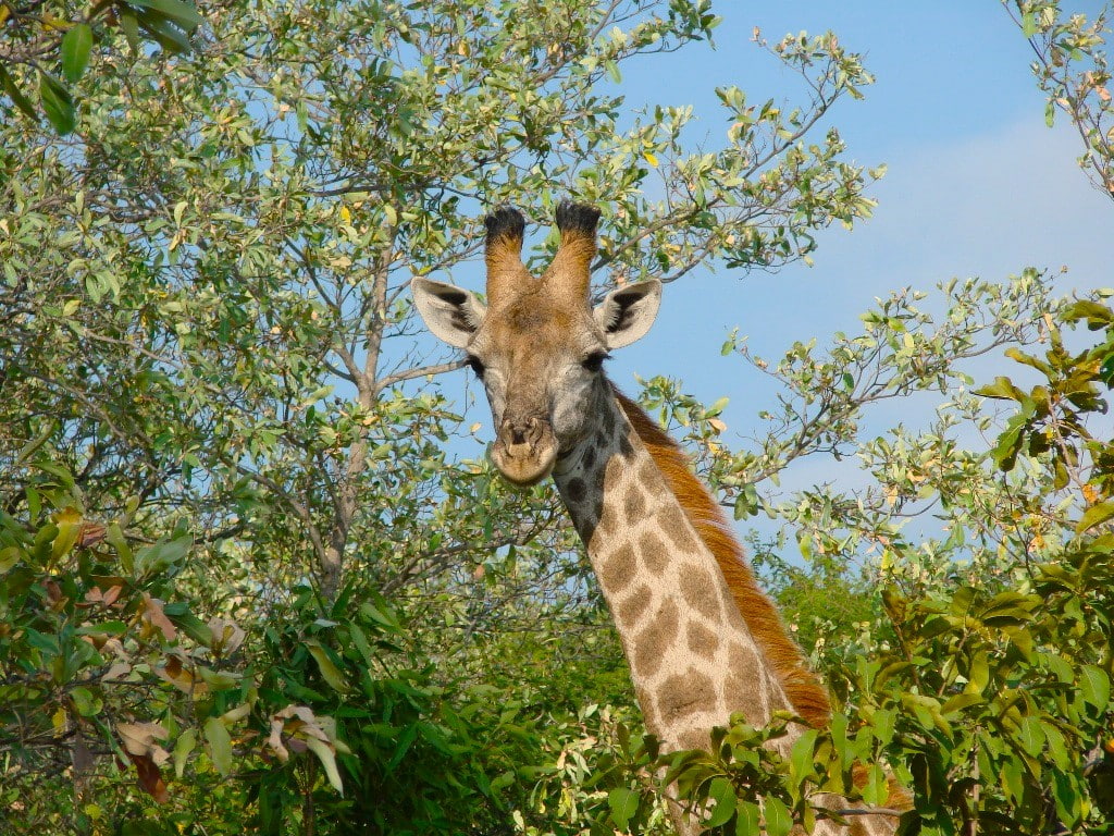 girafe parc de Manyara
