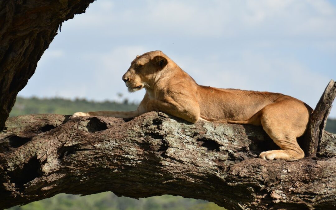 lionne sur une branche lors d'un safari en Tanzanie