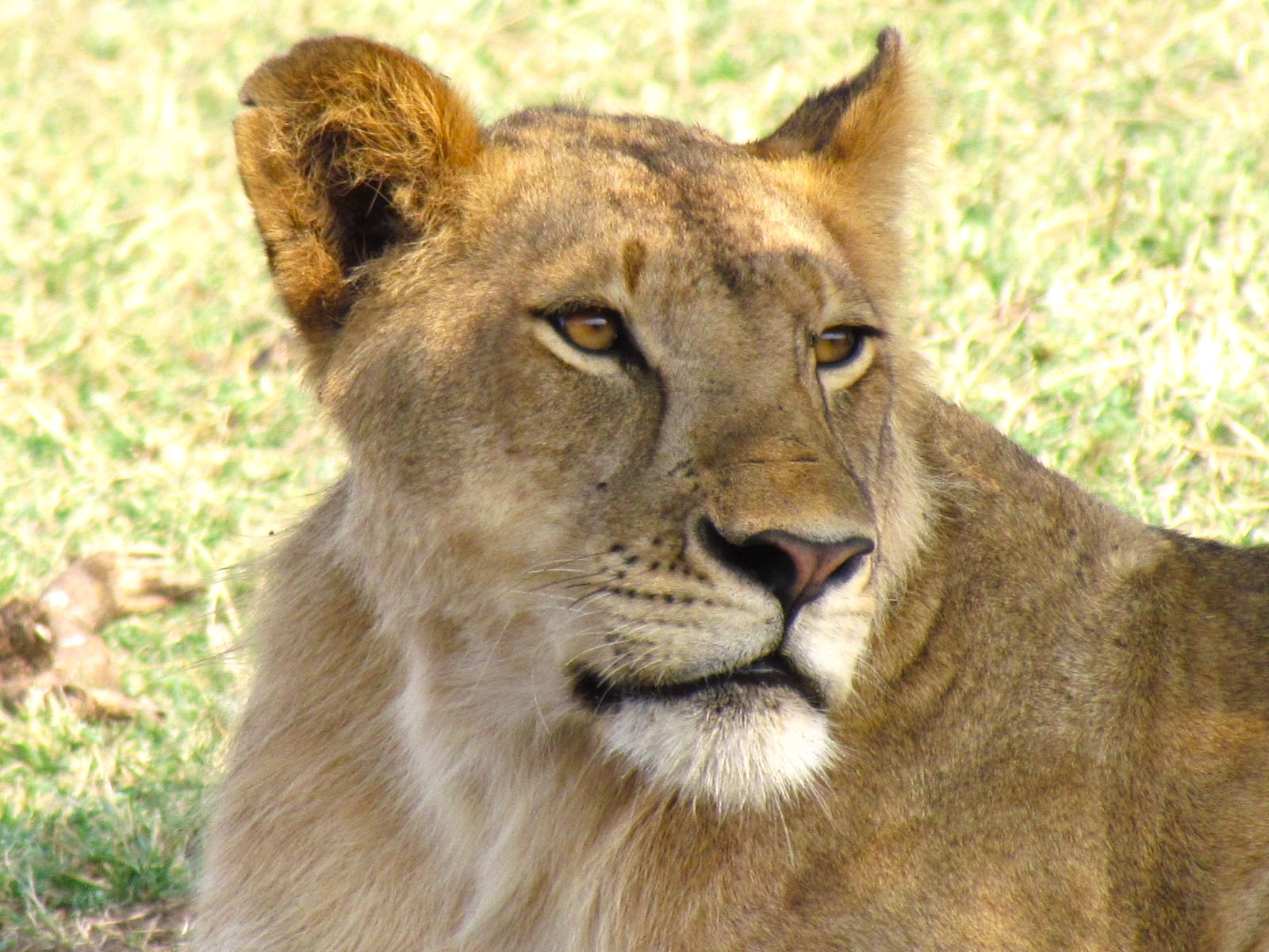 Lionne Serengeti