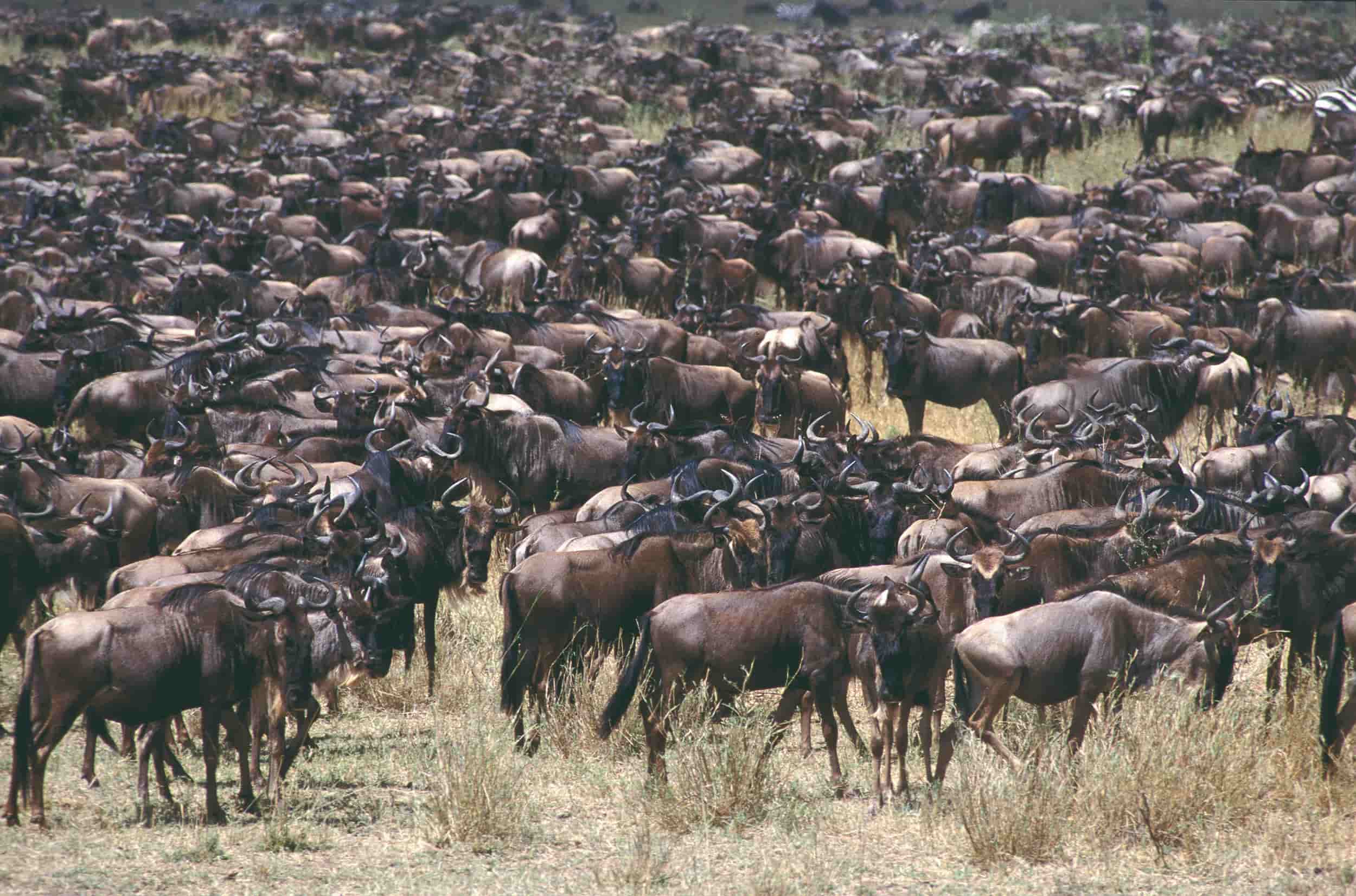 troupeau de Buffles parc Ngorongoro 