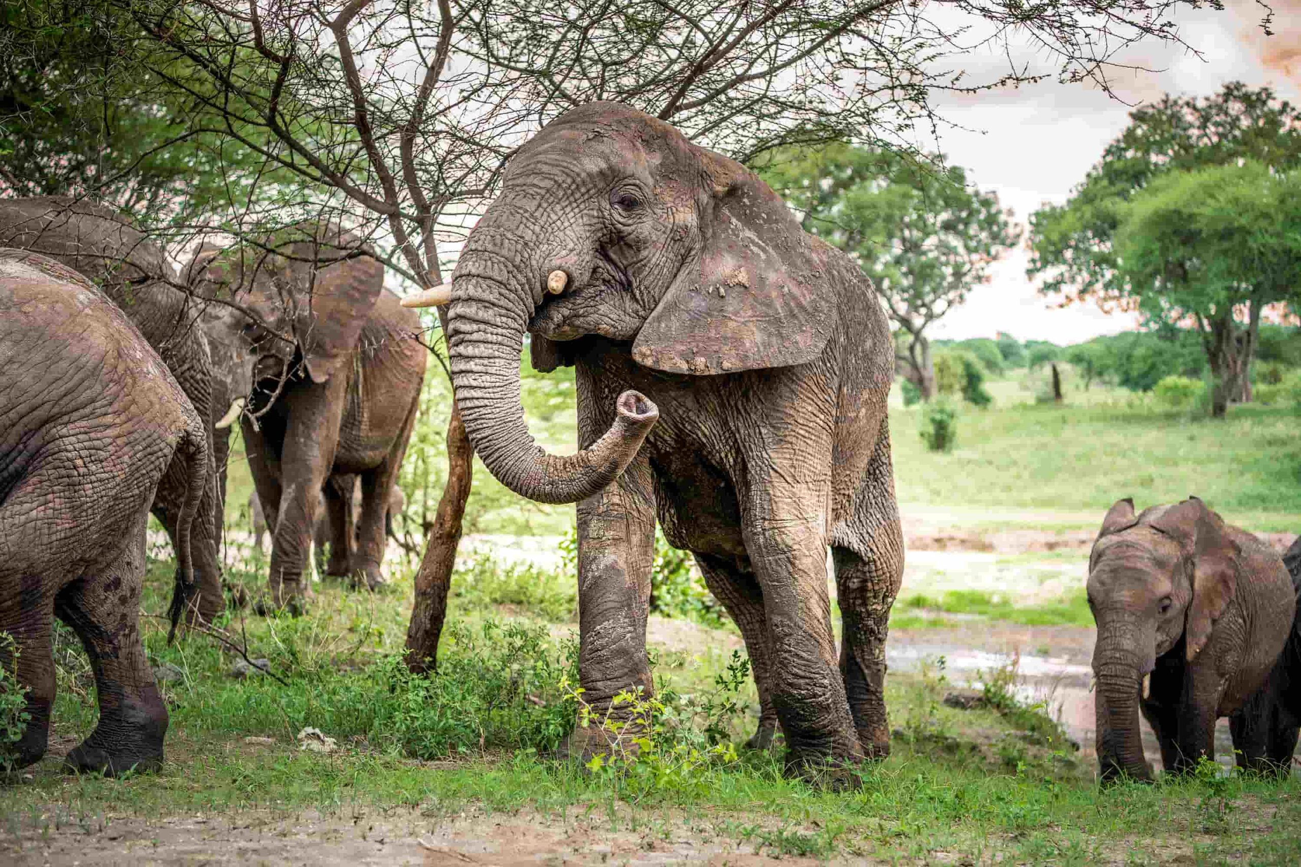 elephants dans le parc de Tarangire