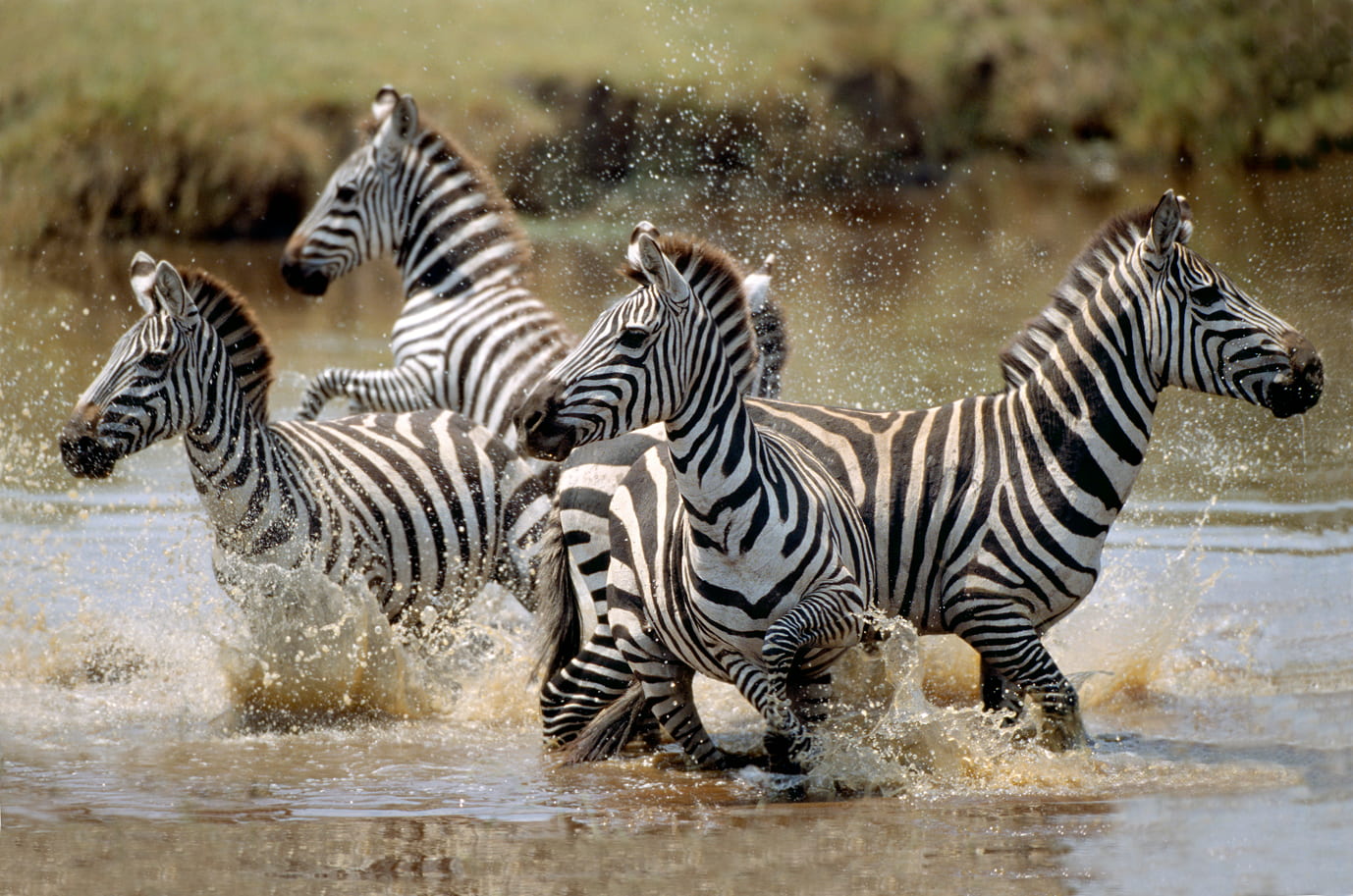 zèbres dans l'eau en Tanzanie