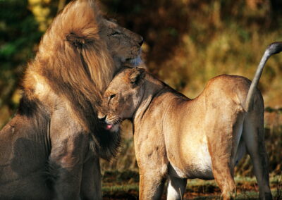 lionnes dans la savane de Tanzanie