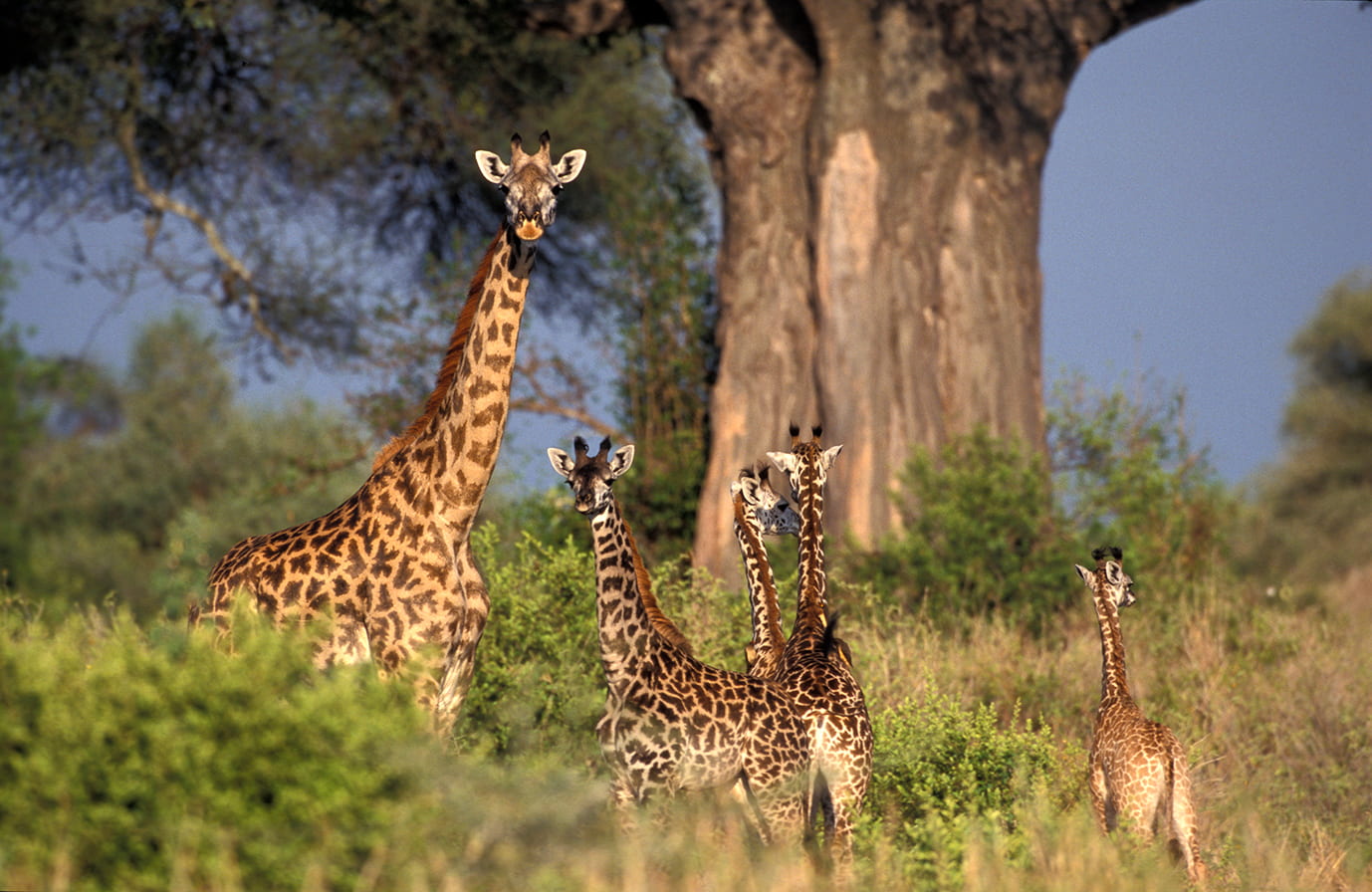 girafe dans la savane tanzanienne