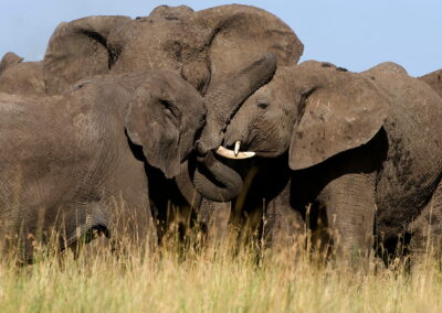 éléphants de Tanzanie